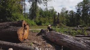 Best Stump Grinding and Removal  in Grand Rapids, MN