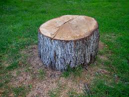 Best Tree Health Inspection  in Grand Rapids, MN