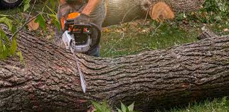 Best Firewood Processing and Delivery  in Grand Rapids, MN