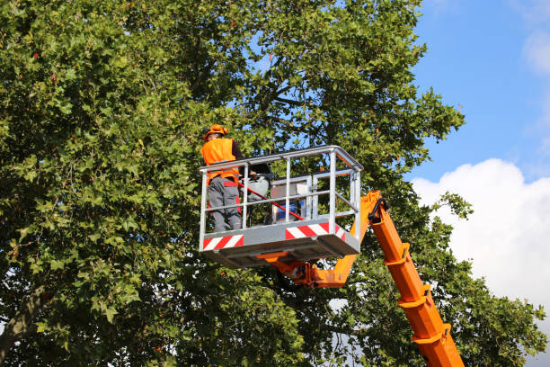 Best Tree Risk Assessment  in Grand Rapids, MN