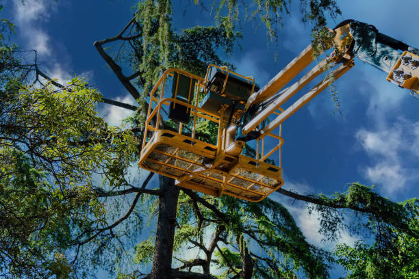 Best Aeration Services  in Grand Rapids, MN