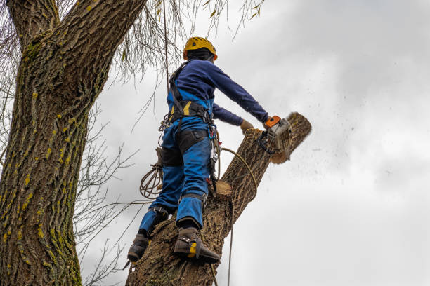 Best Tree Disease Treatment  in Grand Rapids, MN