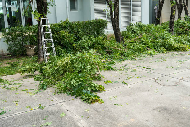 Best Lawn Pest Prevention  in Grand Rapids, MN