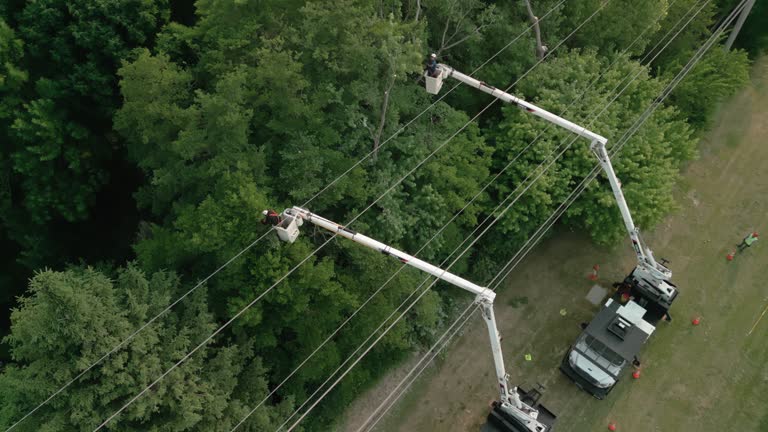 Best Tree Cabling and Bracing  in Grand Rapids, MN