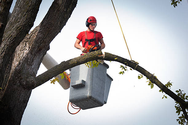 Best Tree and Shrub Care  in Grand Rapids, MN