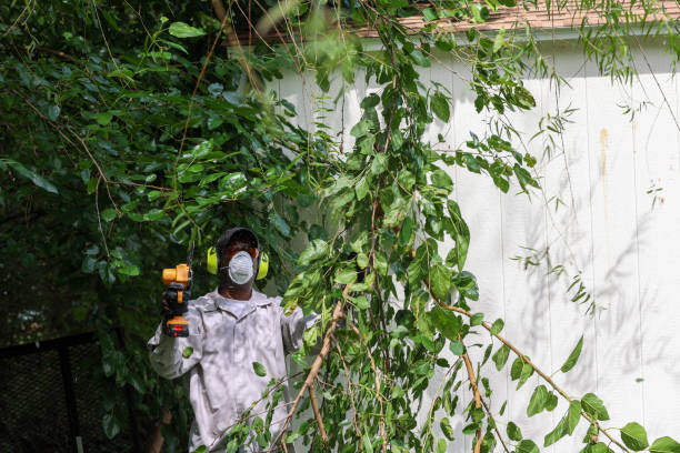 Best Hazardous Tree Removal  in Grand Rapids, MN