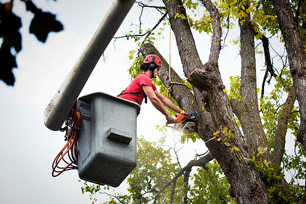 Best Seasonal Cleanup (Spring/Fall)  in Grand Rapids, MN