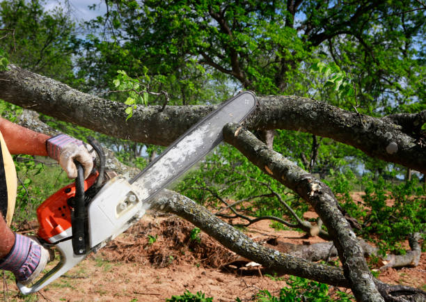 How Our Tree Care Process Works  in  Grand Rapids, MN